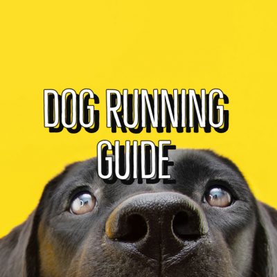Dog Running Guide